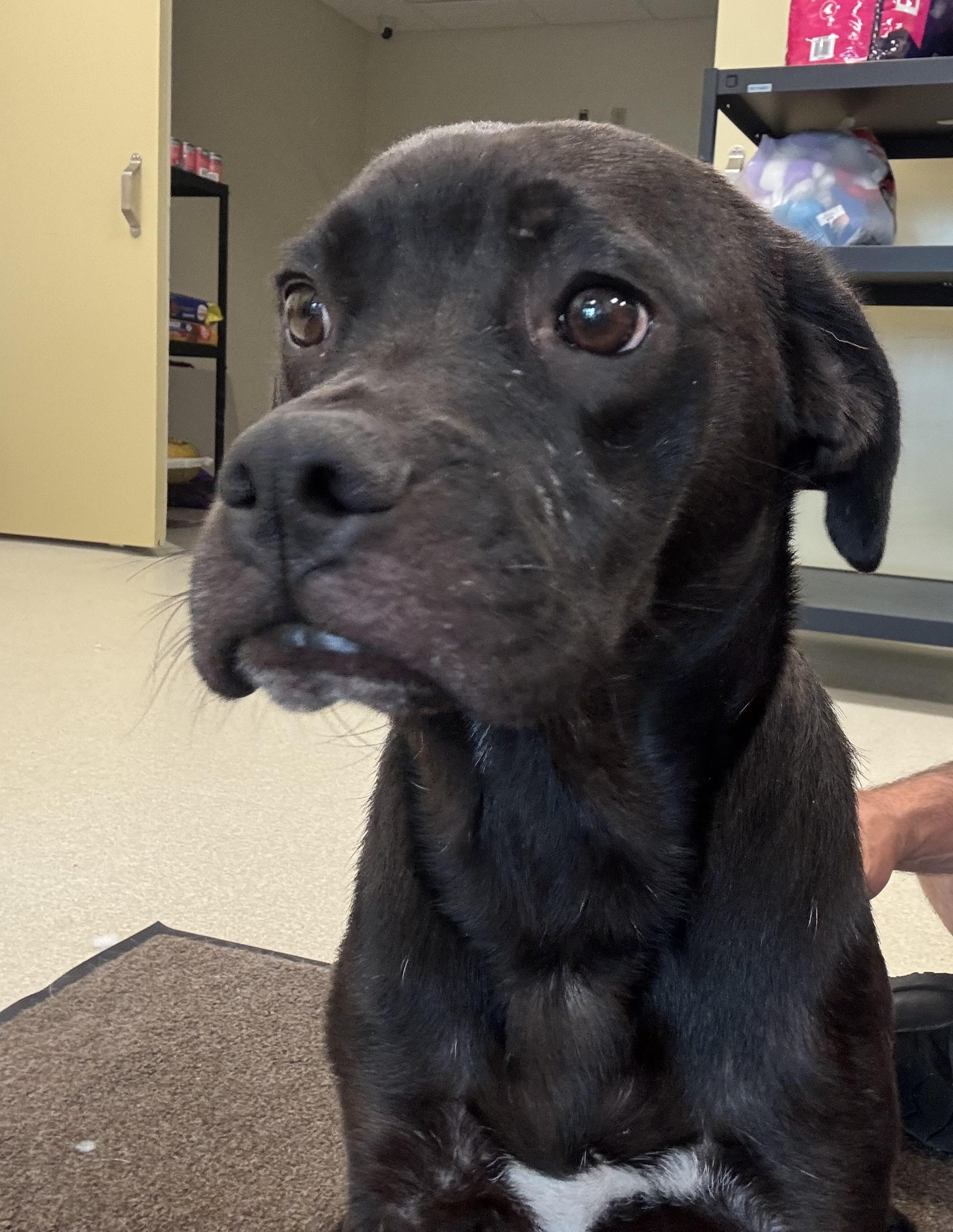 CHAZ, an adopted mixed breed in Ashland, OH image 1/2