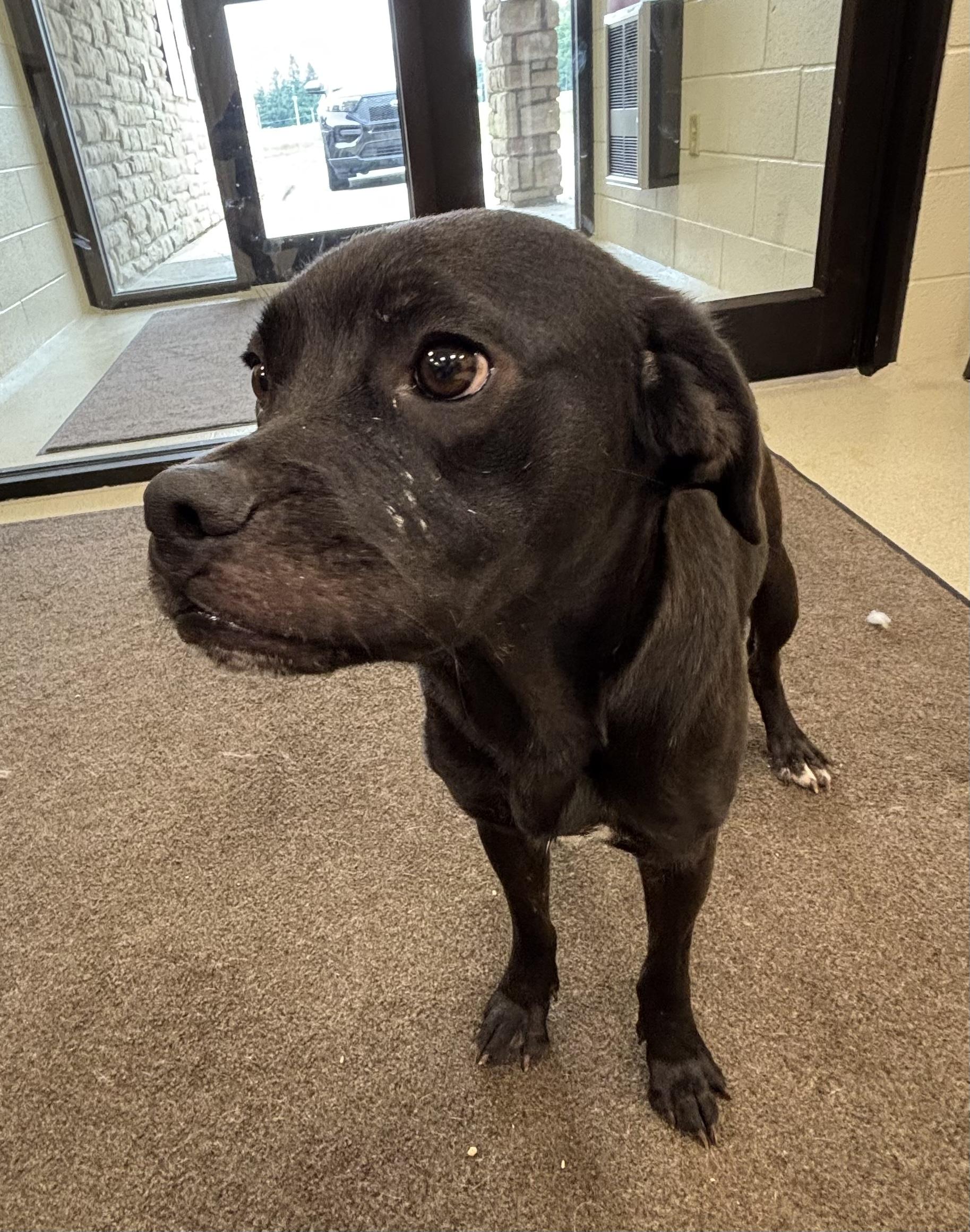 CHAZ, an adopted mixed breed in Ashland, OH image 2/2