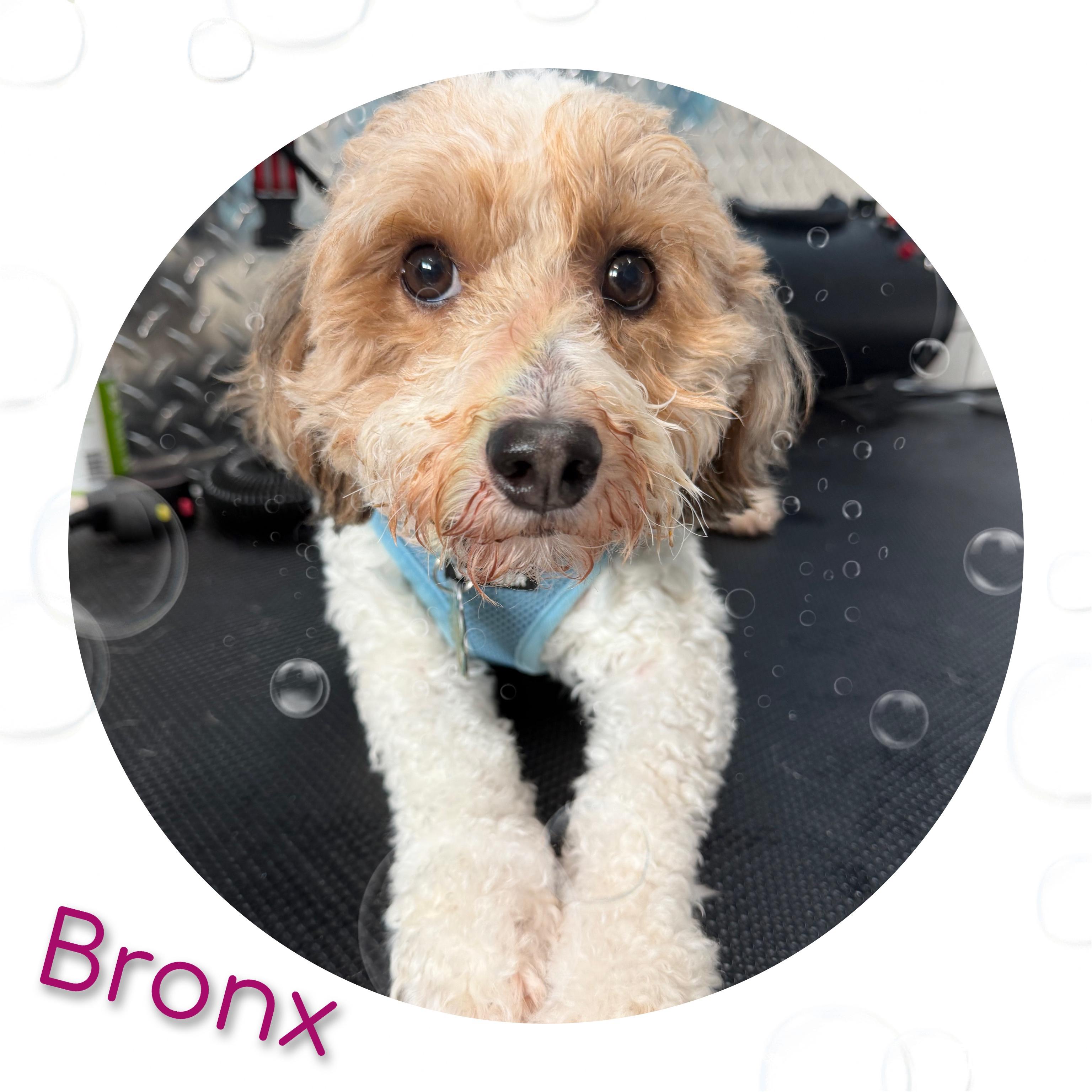 Bronx, an adoptable Bernedoodle in Fredericksburg, VA image 4/6