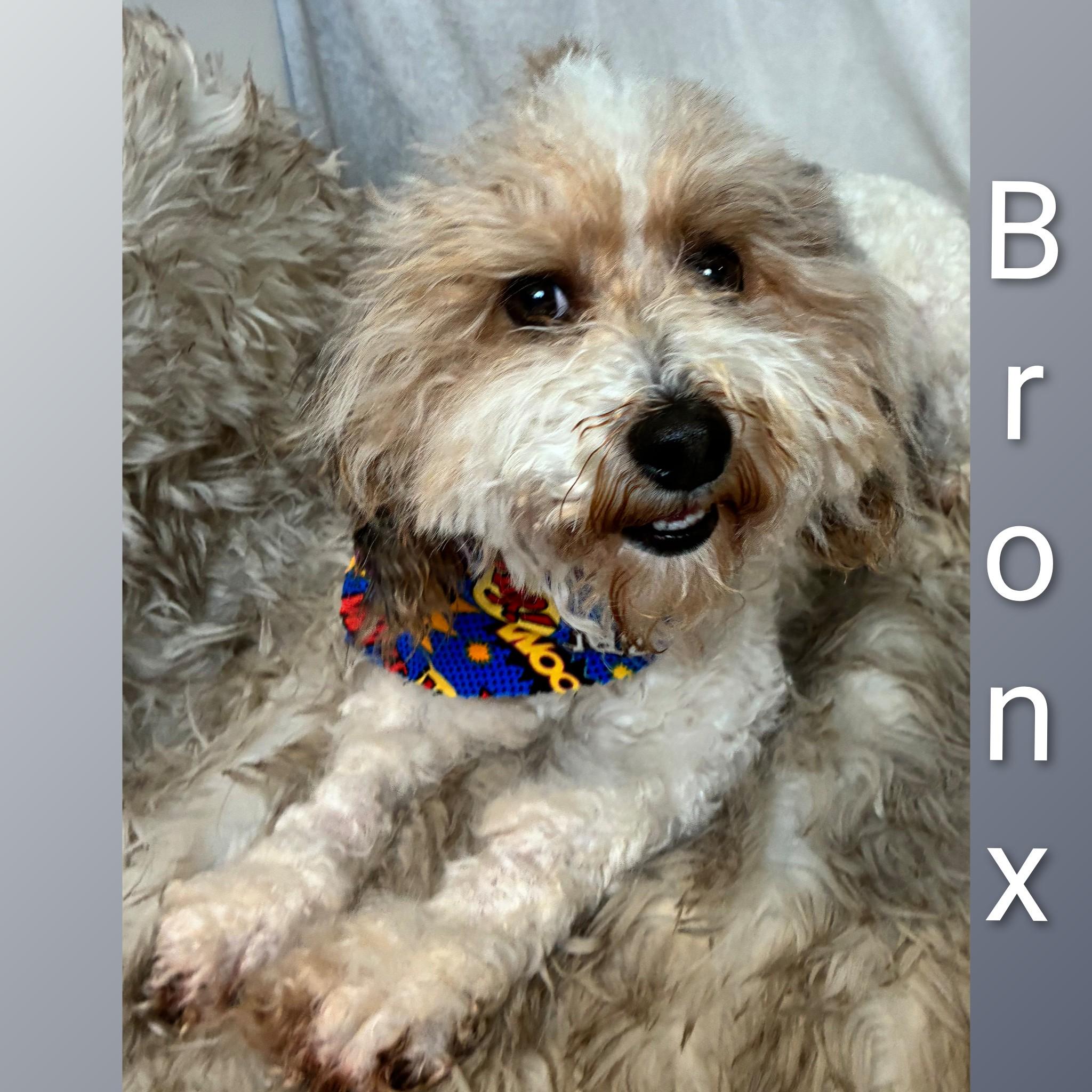 Bronx, adopted, Adult Male Bernedoodle.