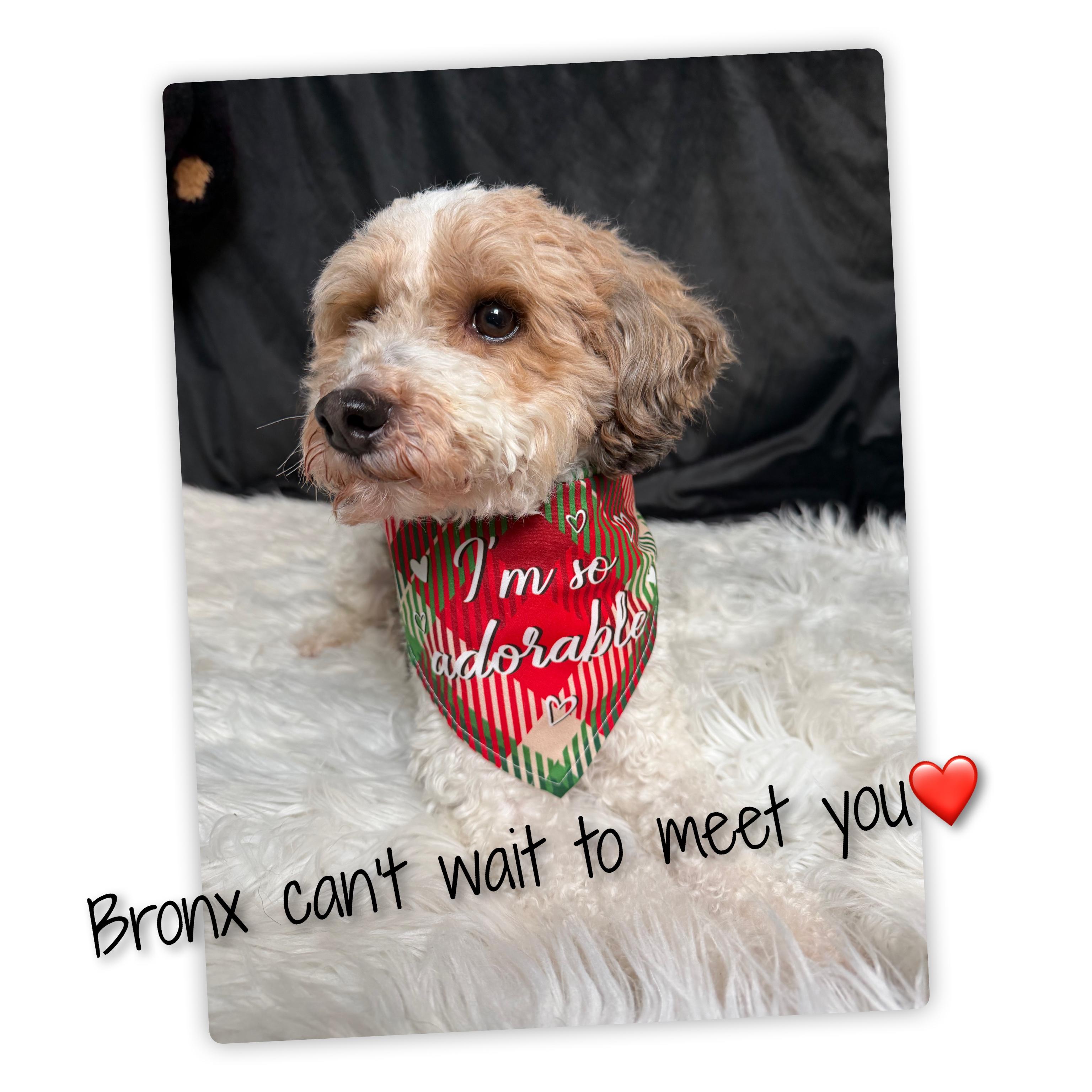 Bronx, an adoptable Bernedoodle in Fredericksburg, VA image 2/6