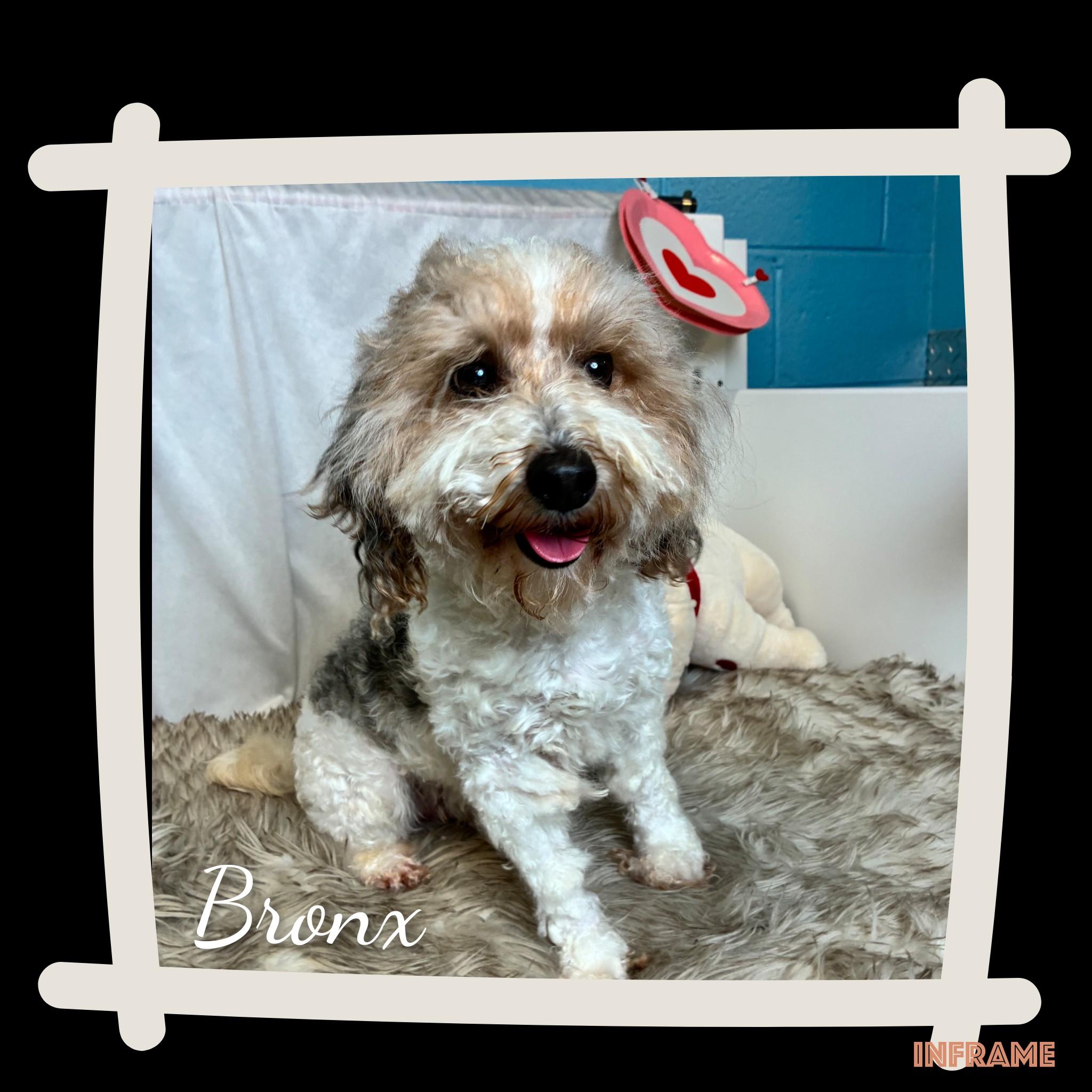 Bronx, an adopted Bernedoodle in Fredericksburg, VA image 2/6