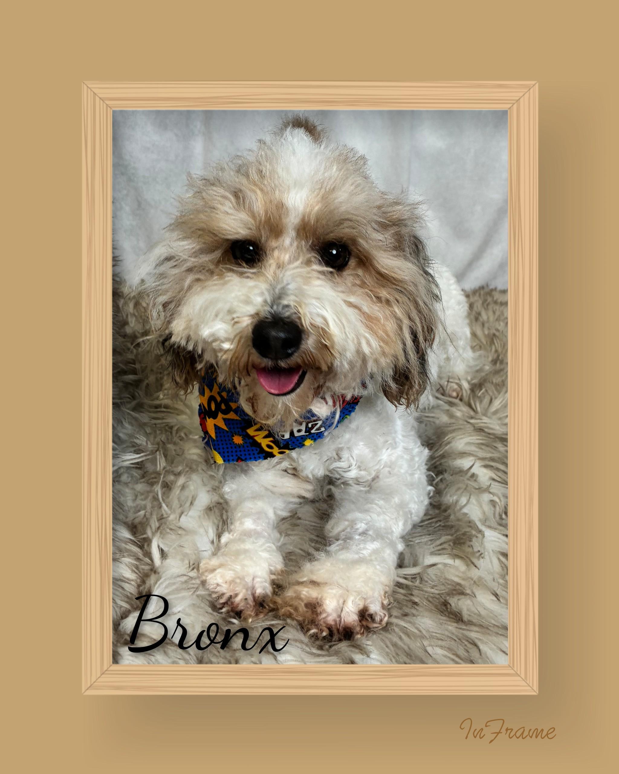 Bronx, an adopted Bernedoodle in Fredericksburg, VA image 5/6