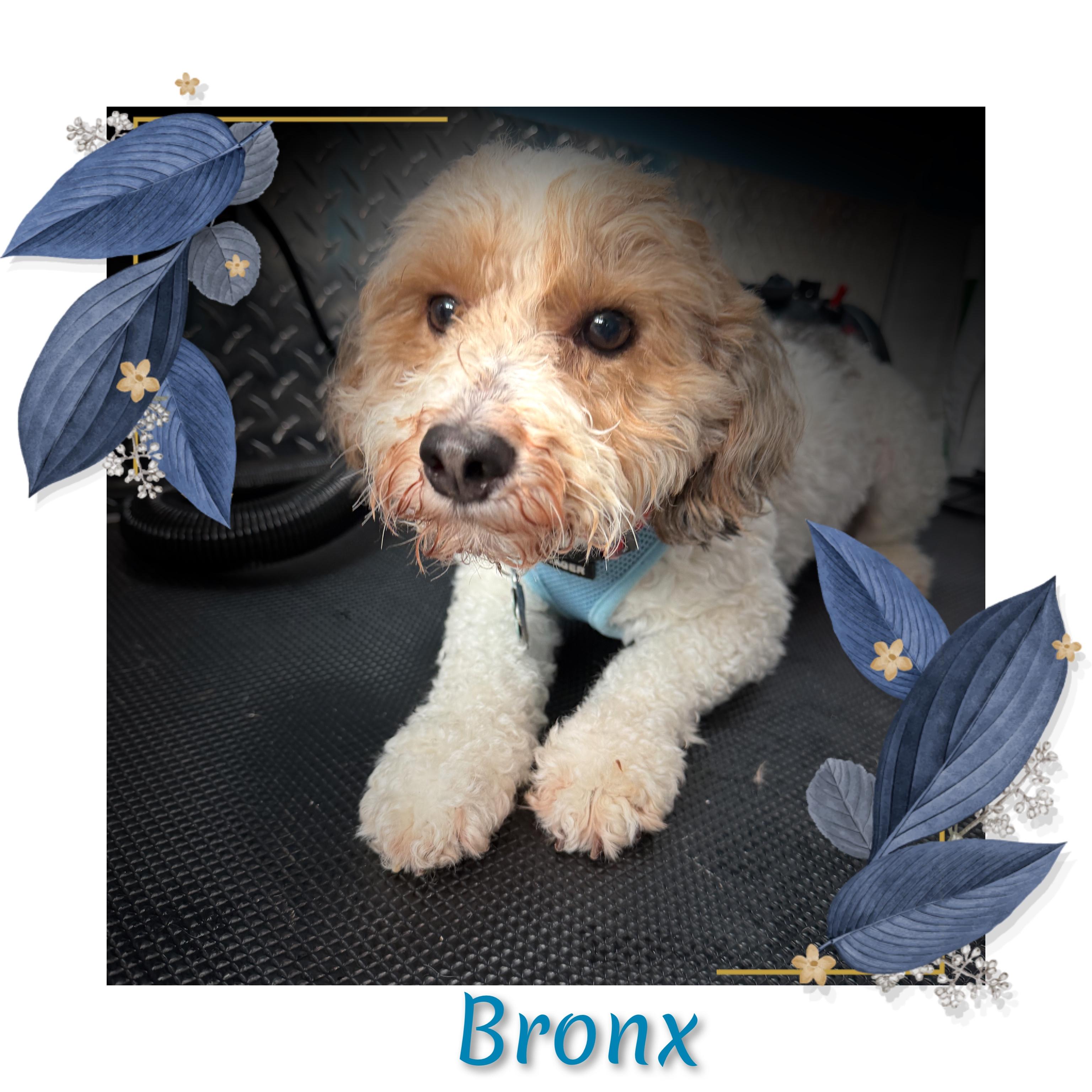 Bronx, an adoptable Bernedoodle in Fredericksburg, VA image 3/6