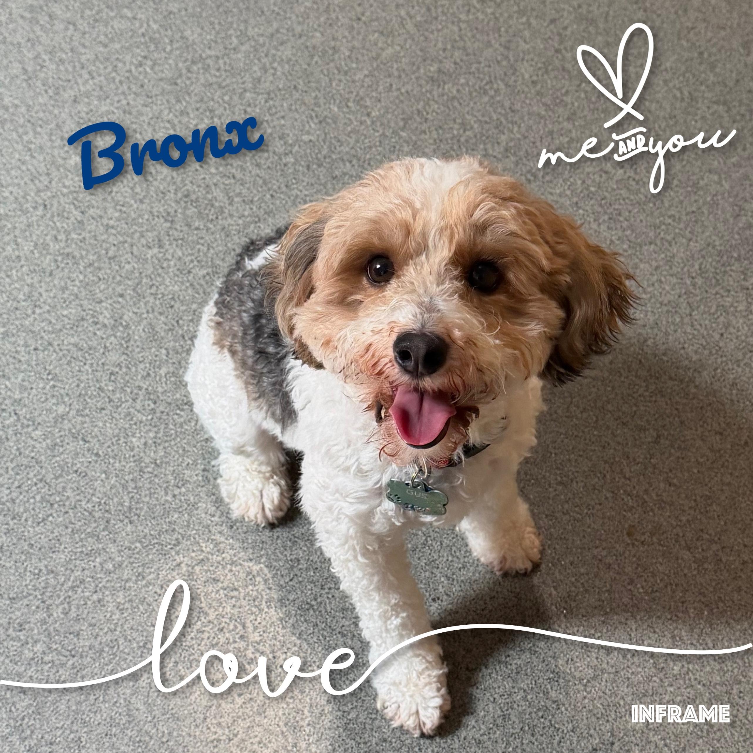 Bronx, adoptable, Adult Male Bernedoodle.