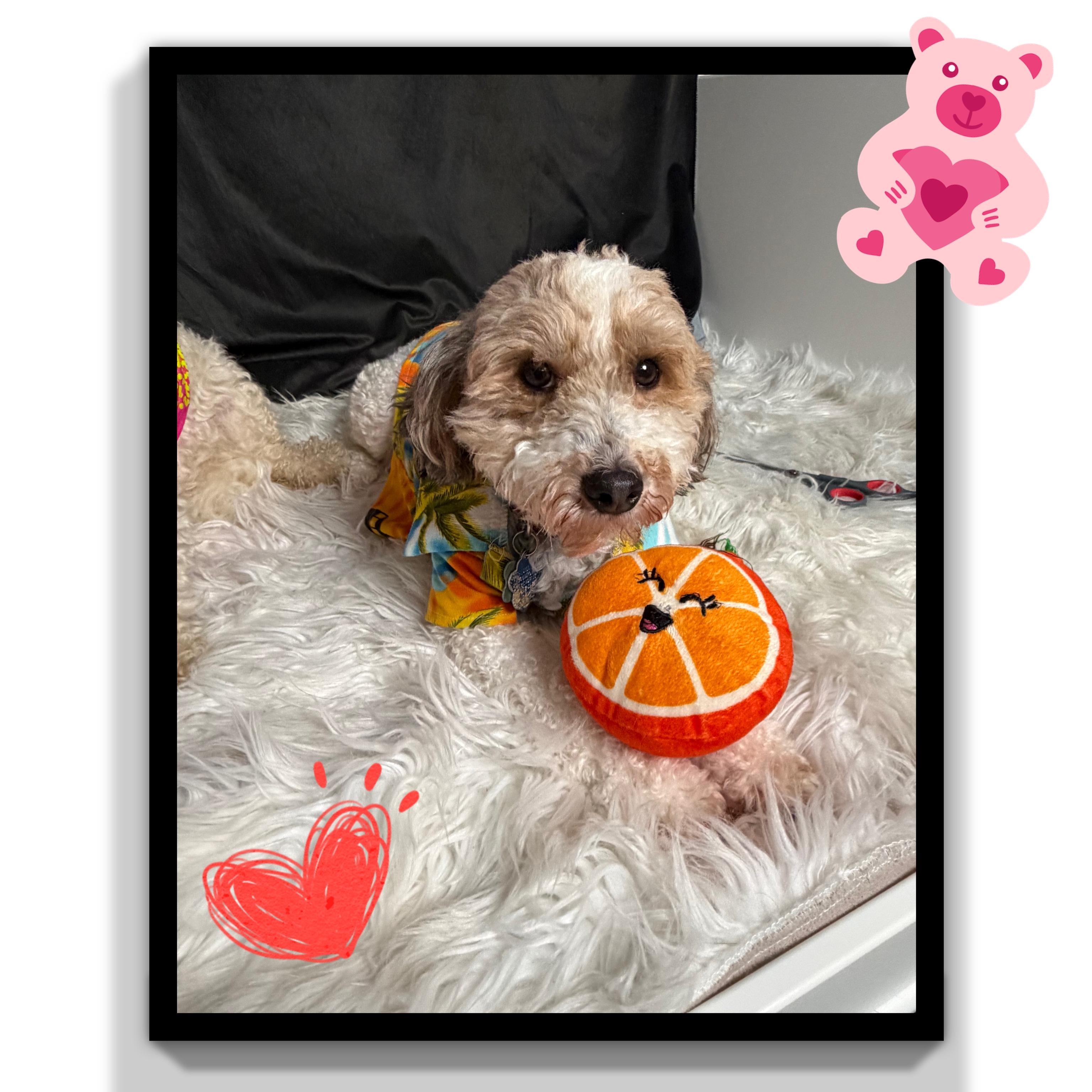 Bronx, an adoptable Bernedoodle in Fredericksburg, VA image 5/6