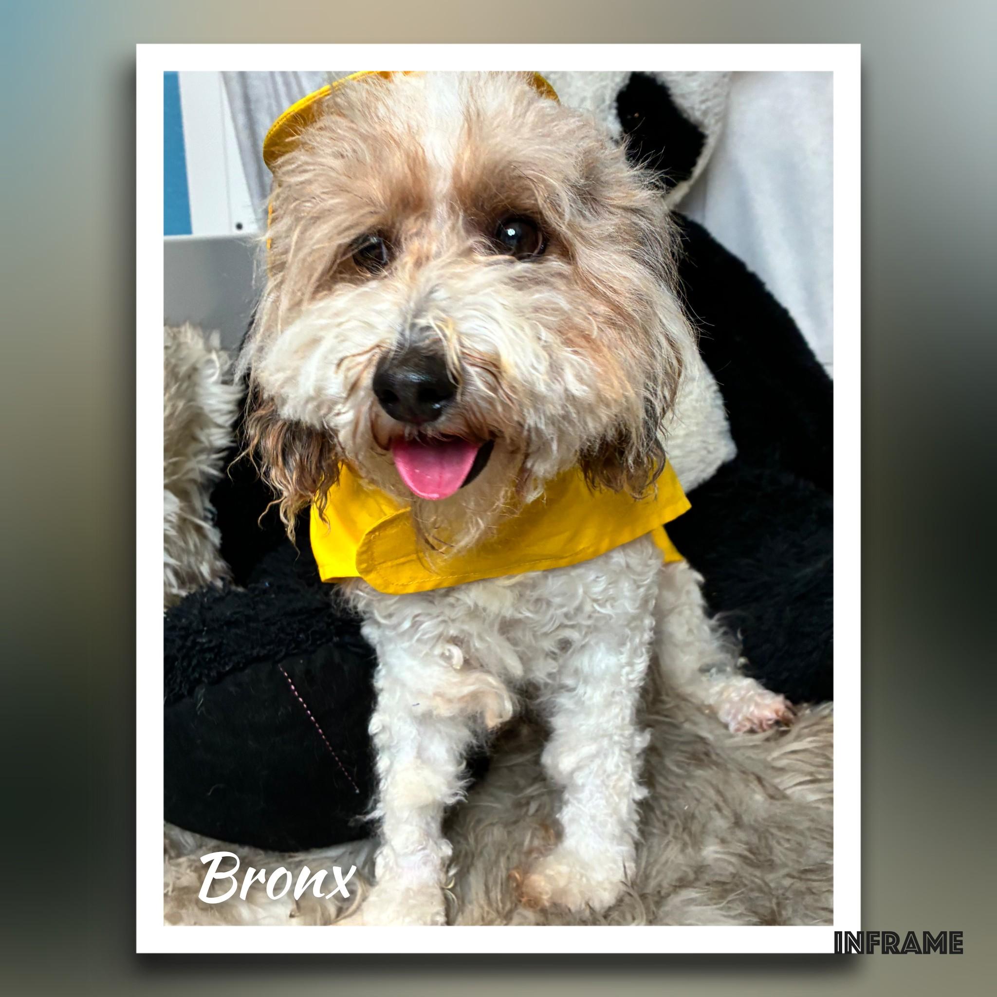 Bronx, an adopted Bernedoodle in Fredericksburg, VA image 6/6