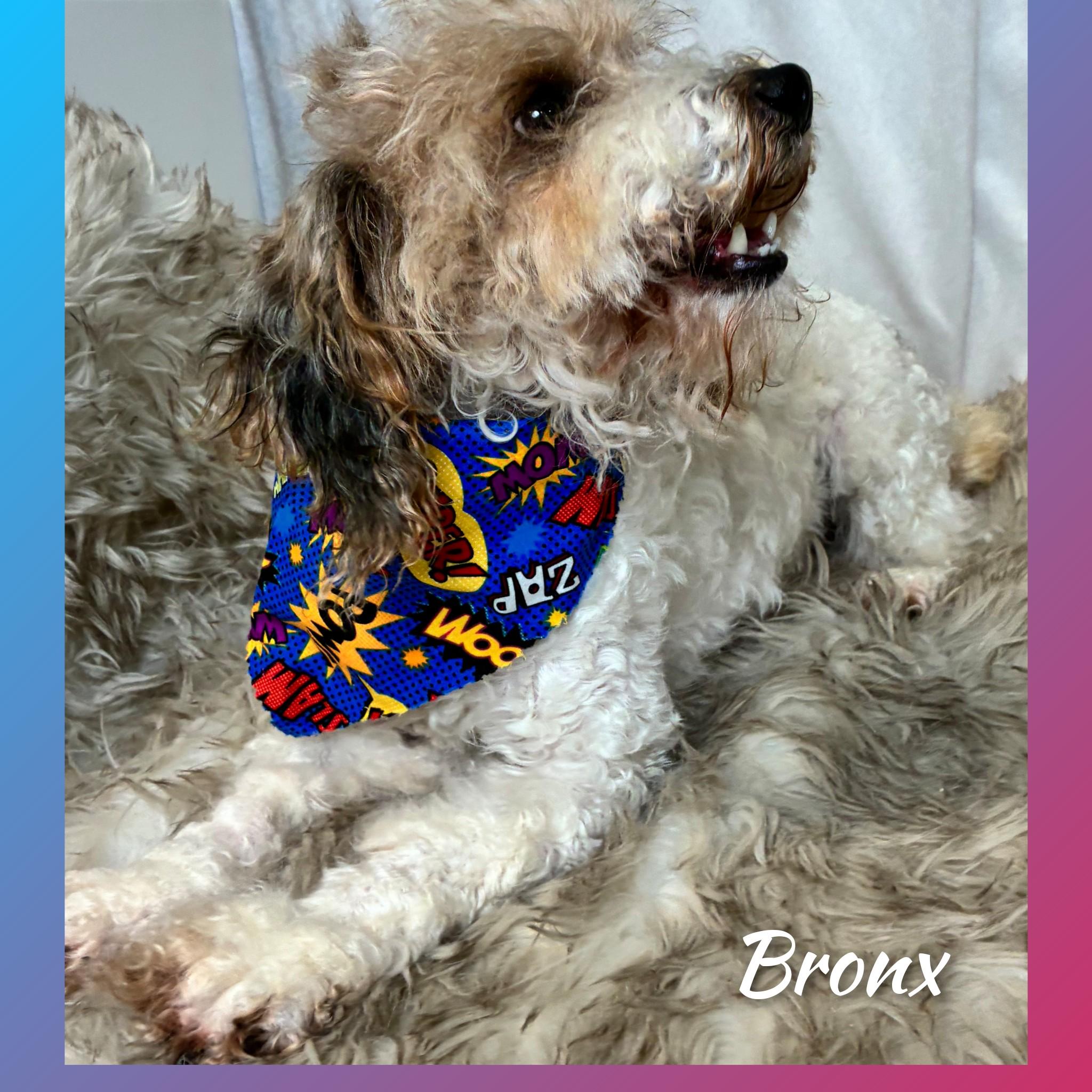 Bronx, an adopted Bernedoodle in Fredericksburg, VA image 3/6