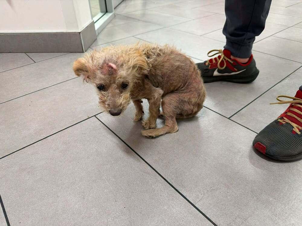 Cowboy - Terrier, Adoptable, Adult Male Pomeranian & Terrier.