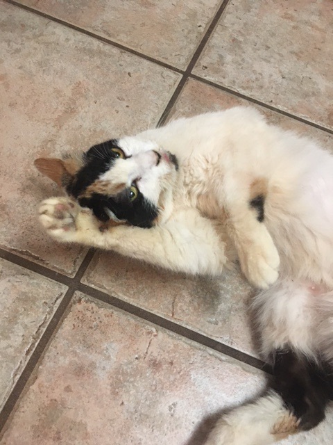 Enlarge Mabel, a Adoptable Calico in Hartford, CT image 3/3