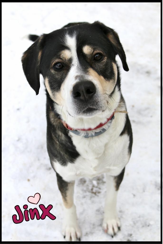 Jinx, an adopted mixed breed in Shippenville, PA image 1/5