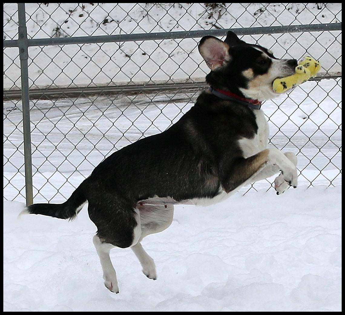 Jinx, an adopted mixed breed in Shippenville, PA image 4/5
