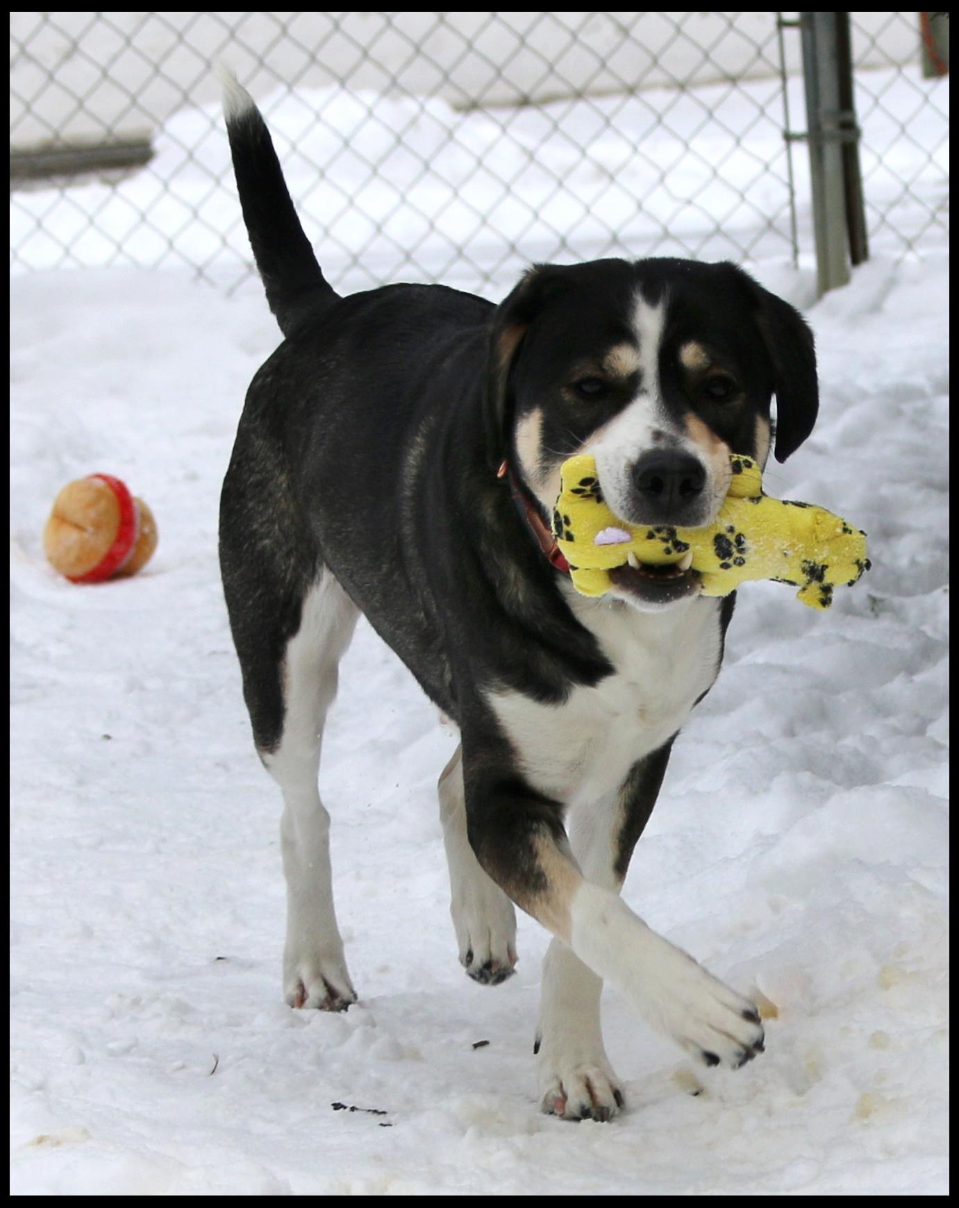 Jinx, an adopted mixed breed in Shippenville, PA image 3/5