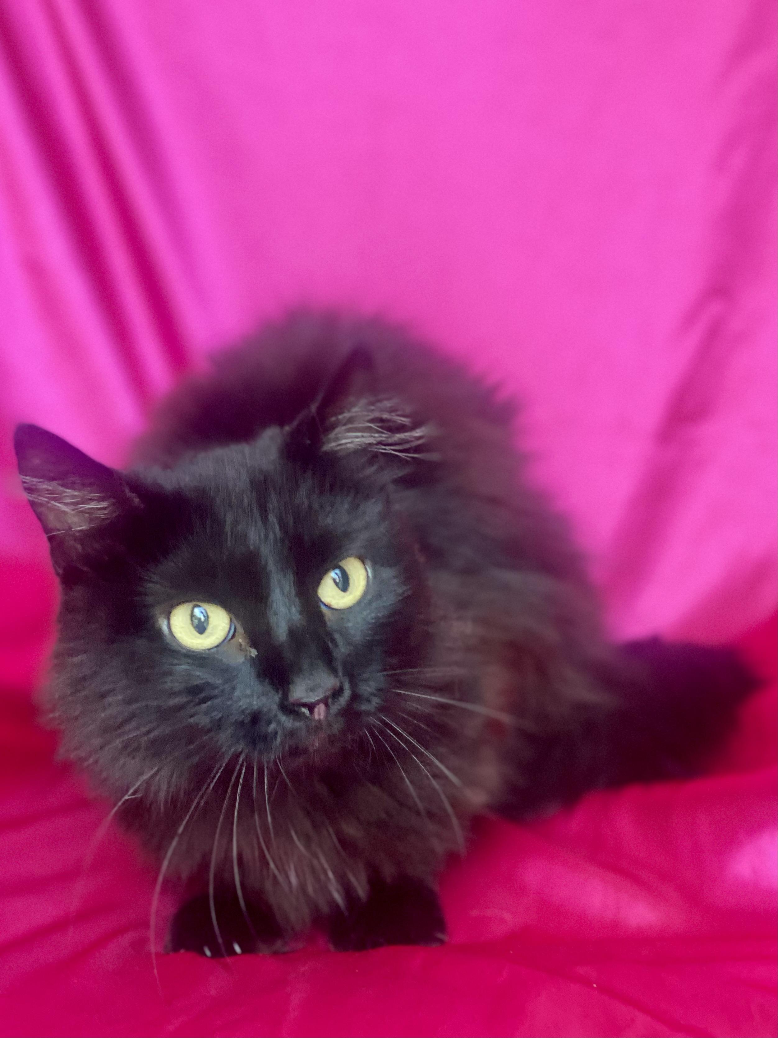 Charlotte thumbnail 3