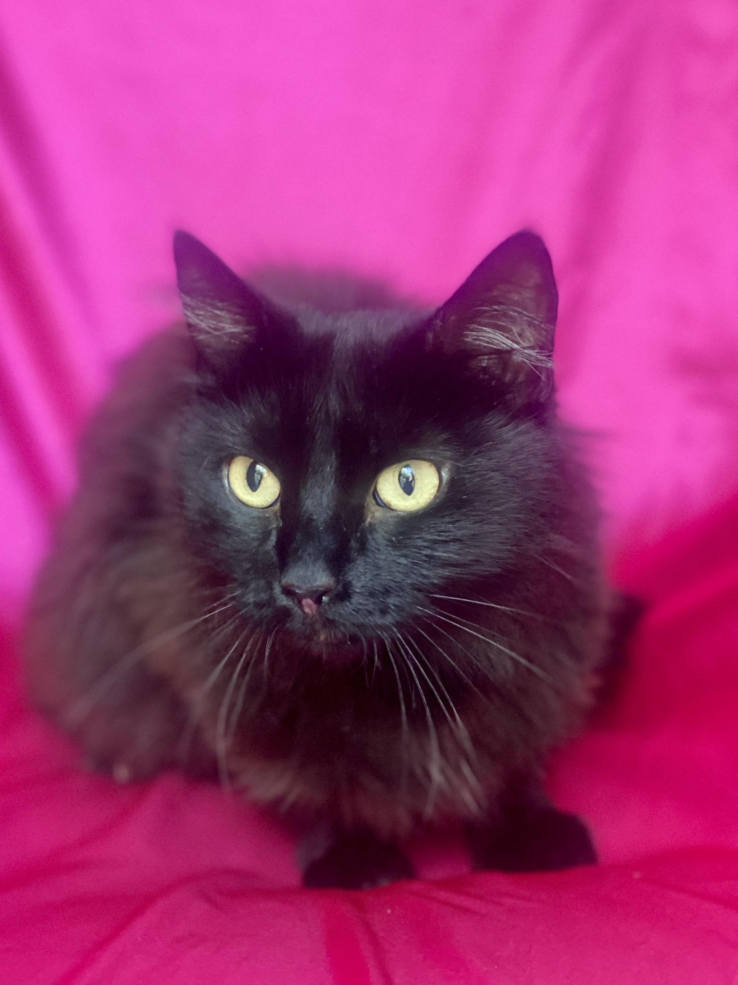 Charlotte thumbnail 4