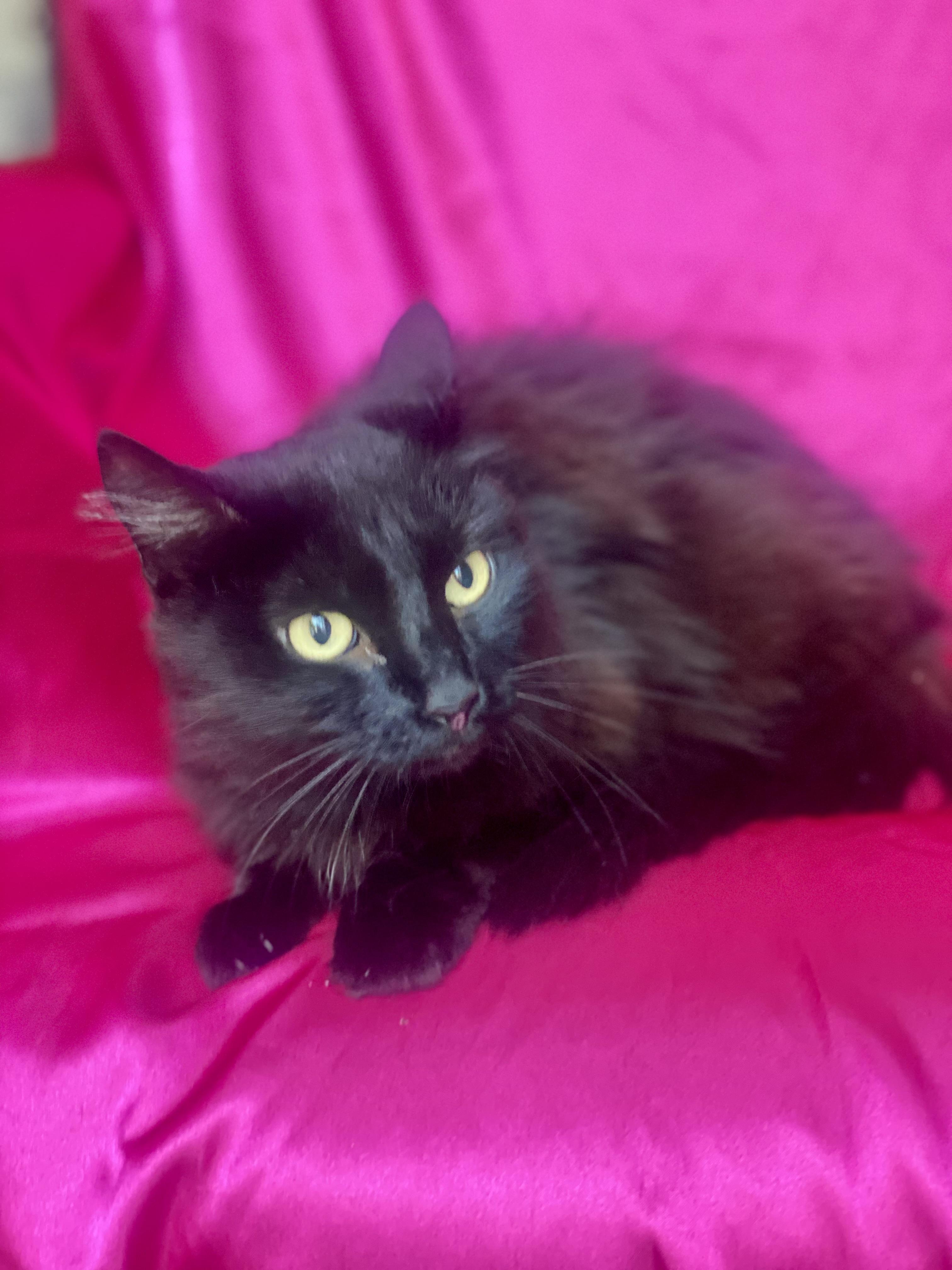 Charlotte thumbnail 5