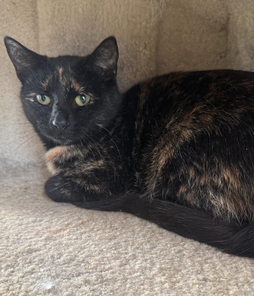 Penny, Adoptable, Adult Female Domestic Short Hair.