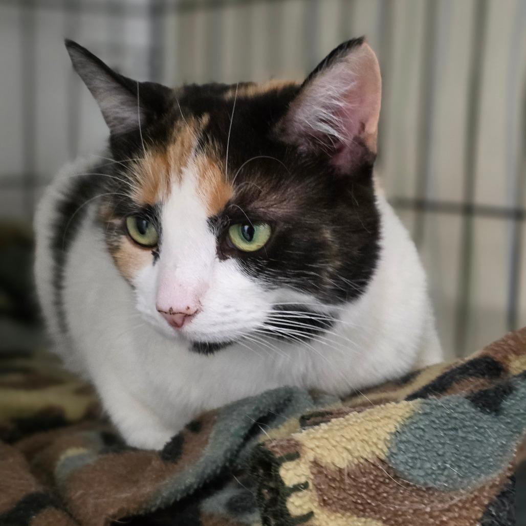 Pumpkin, a Adoptable Domestic Short Hair in Mount Shasta, CA image 1/5