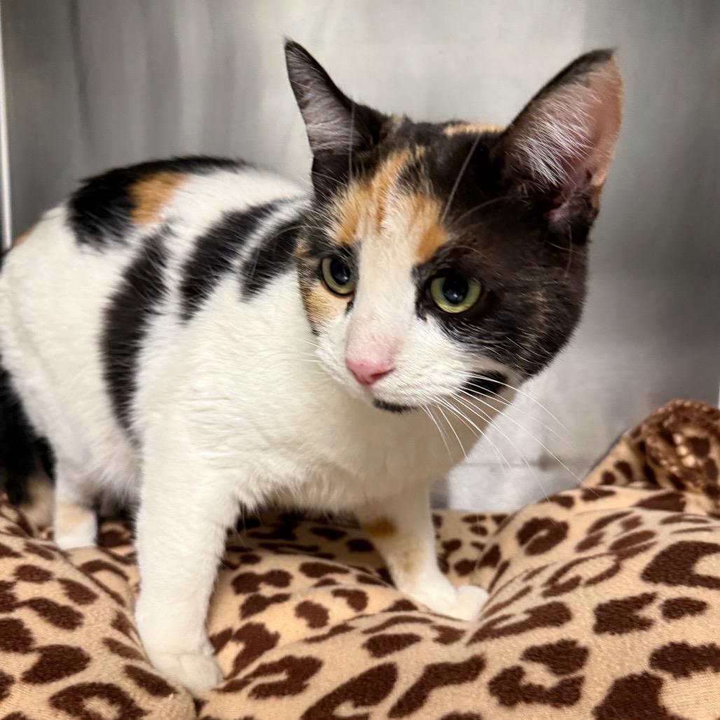 Enlarge Pumpkin, a Adoptable Domestic Short Hair in Mount Shasta, CA image 1/2