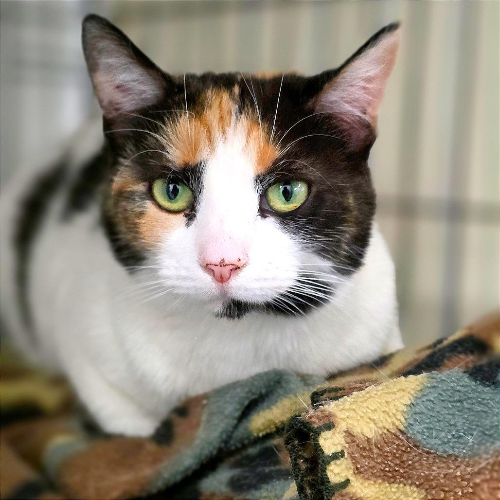 Pumpkin, a Adoptable Domestic Short Hair in Mount Shasta, CA image 3/5