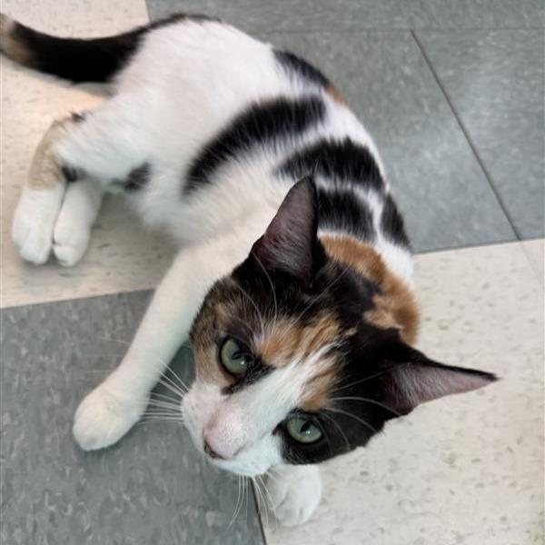 Pumpkin, a Adoptable Domestic Short Hair in Mount Shasta, CA image 4/6