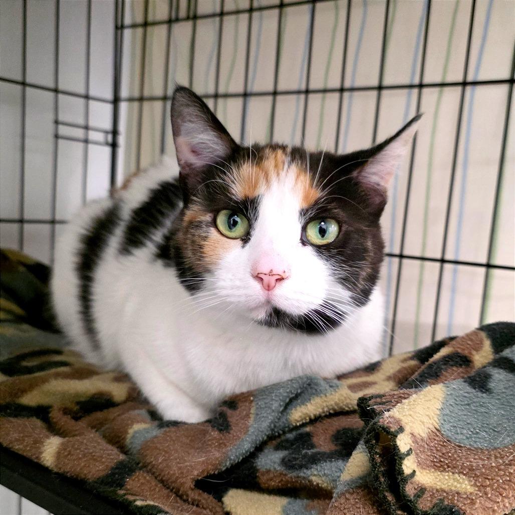 Pumpkin, a Adoptable Domestic Short Hair in Mount Shasta, CA image 4/5