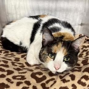 Enlarge Pumpkin, a Adoptable Domestic Short Hair in Mount Shasta, CA image 2/2