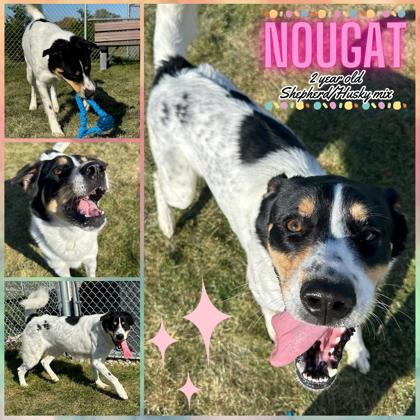 Nougat, ADOPTABLE, Adult Female Husky & Shepherd.