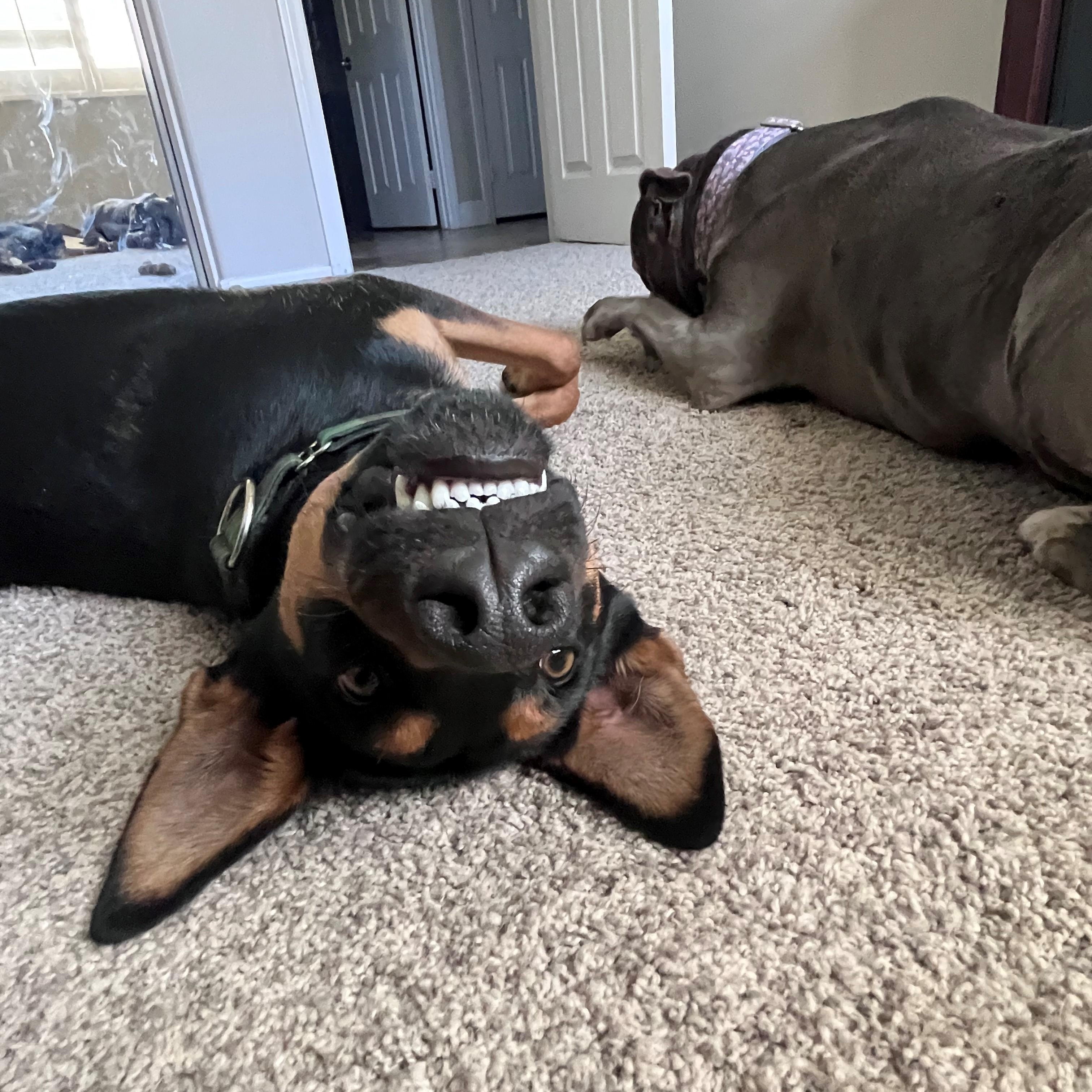 Patton, Adopted, Young Male Australian Kelpie & German Pinscher.