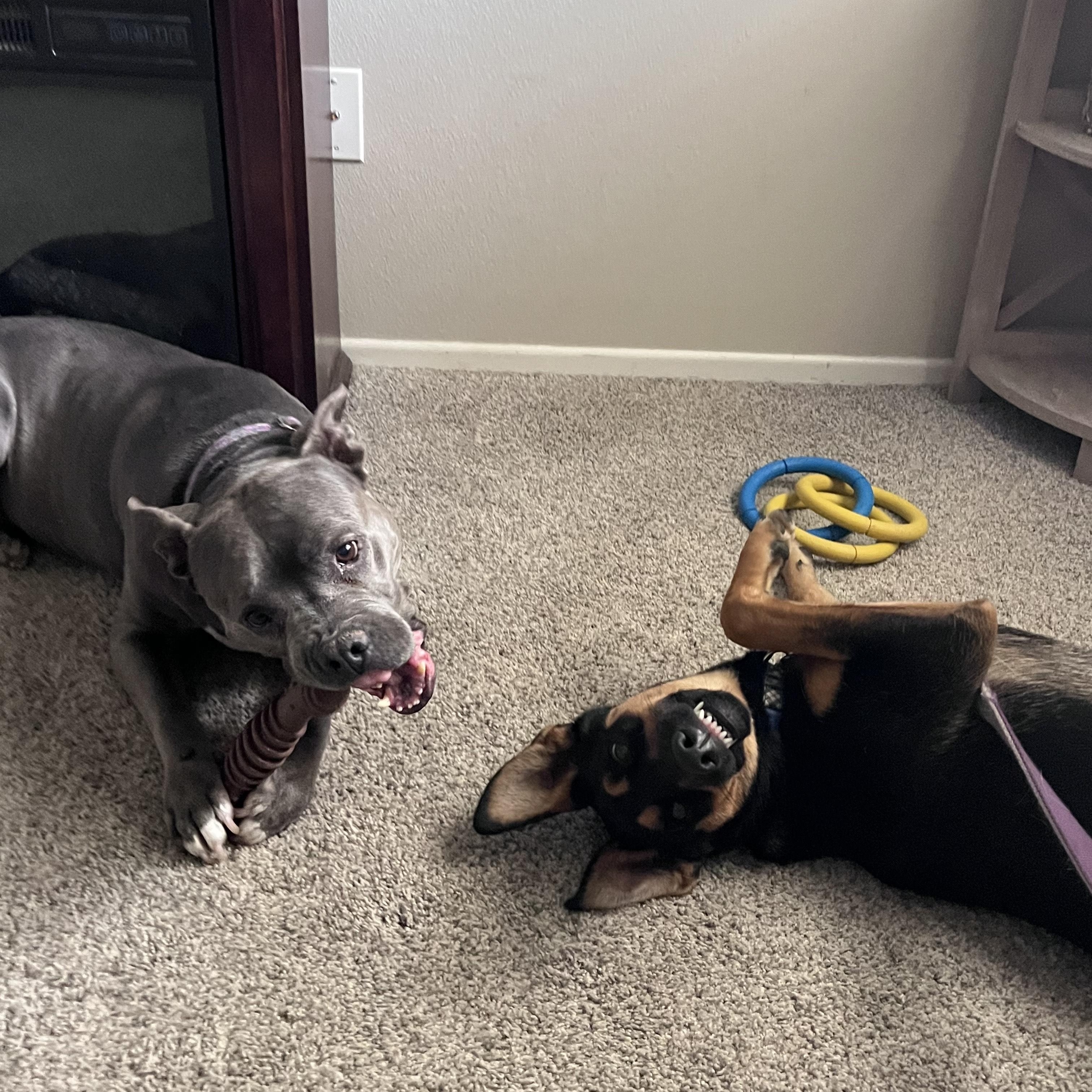 Enlarge Patton, a Adopted mixed breed in Palmdale, CA image 2/6