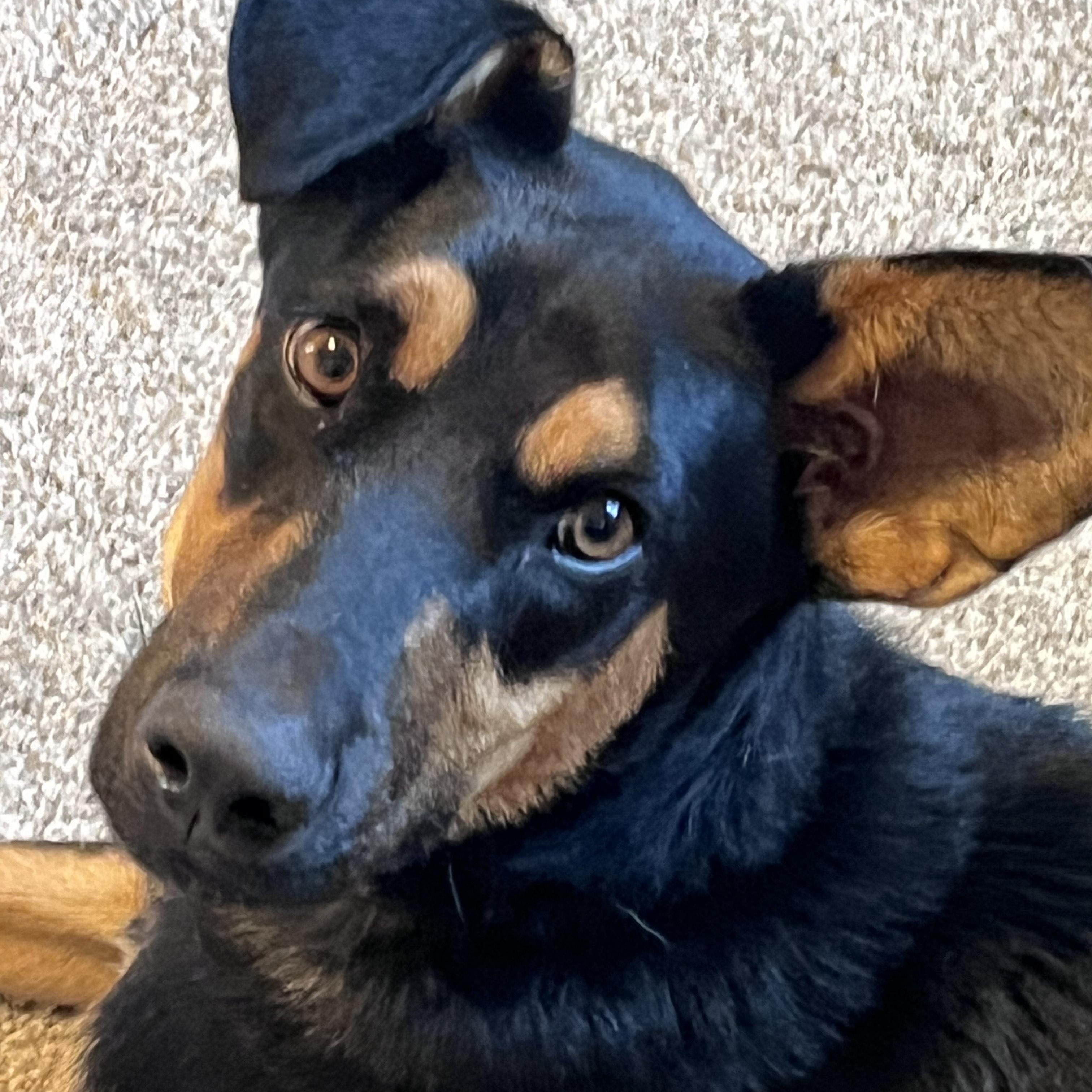 Enlarge Patton, a Adopted mixed breed in Palmdale, CA image 3/6