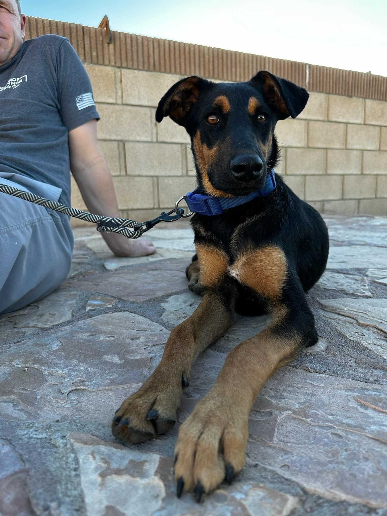 Enlarge Patton, a Adopted mixed breed in Palmdale, CA image 4/6