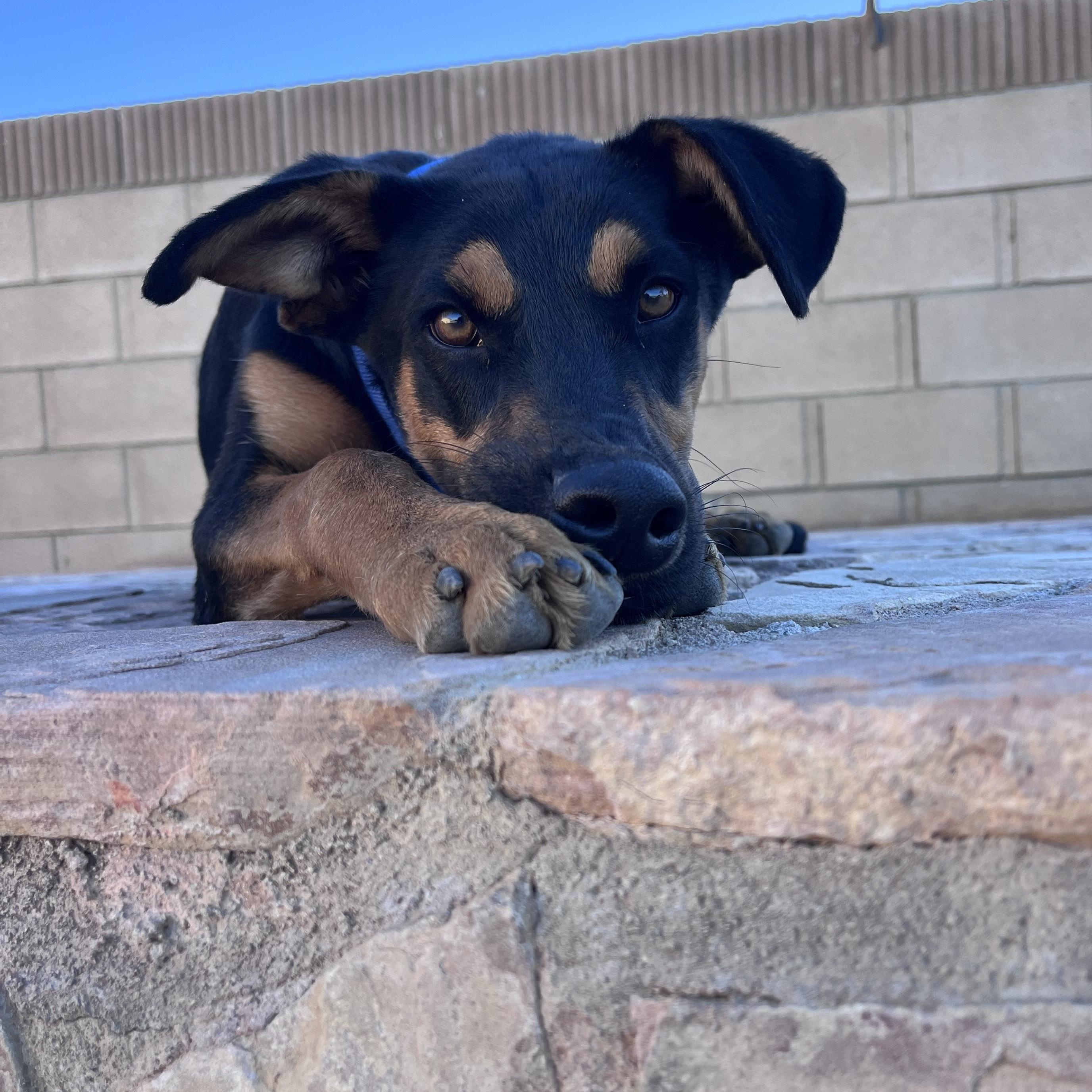 Enlarge Patton, a Adopted mixed breed in Palmdale, CA image 5/6