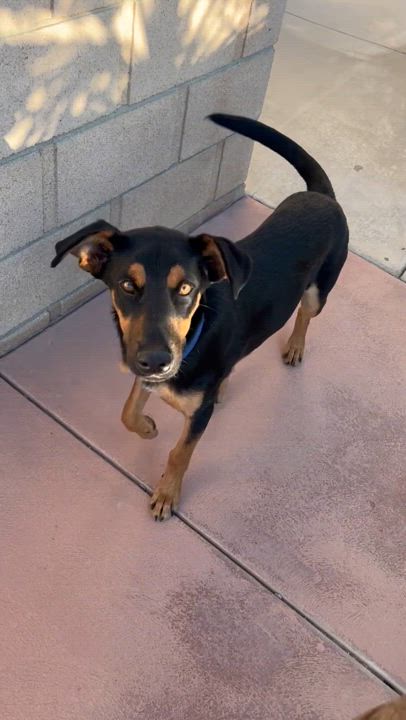 Enlarge Patton, a Adopted mixed breed in Palmdale, CA video 6/6