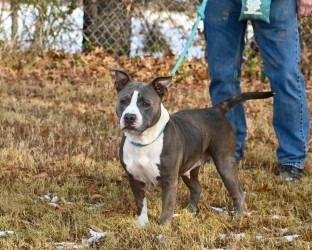 Enlarge DA 11 Pebbles, a Adoptable Pit Bull Terrier in Glen Allen, VA image 1/3