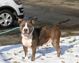 Enlarge DA 11 Pebbles, a Adoptable Pit Bull Terrier in Glen Allen, VA image 2/3