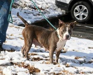 Enlarge DA 11 Pebbles, a Adoptable Pit Bull Terrier in Glen Allen, VA image 3/3