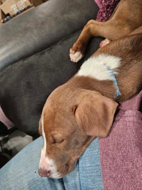 Enlarge Luigi, a ADOPTABLE Mixed Breed in Griswold, CT image 3/4