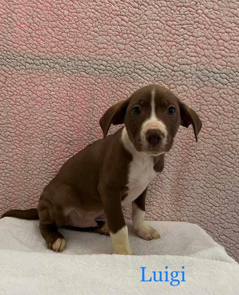 Enlarge Luigi, a ADOPTABLE Mixed Breed in Griswold, CT image 2/4