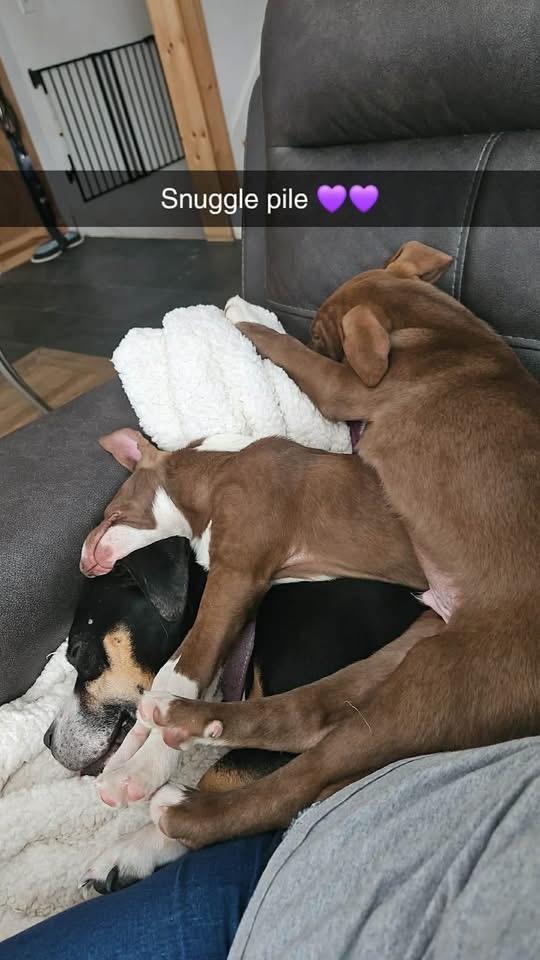 Enlarge Luigi, a ADOPTABLE Mixed Breed in Griswold, CT image 4/4