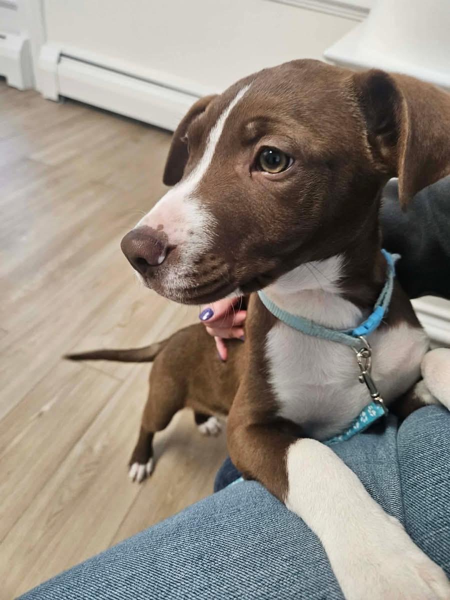 Enlarge Luigi, a ADOPTABLE Mixed Breed in Griswold, CT image 1/4