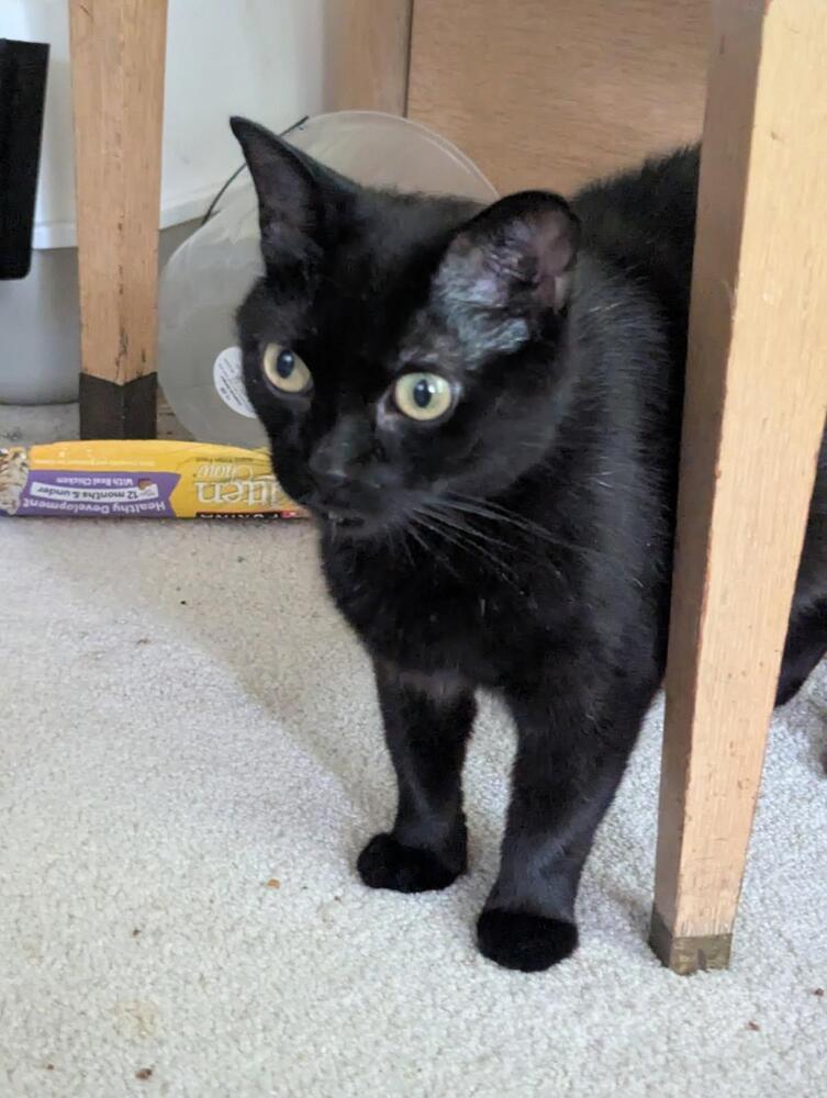 Morticia, Adoptable, Adult Female Domestic Short Hair.