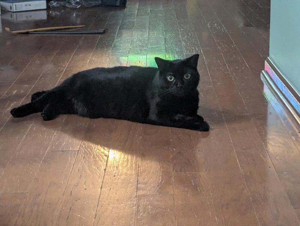 Morticia, a Adoptable Domestic Short Hair in Lorain, OH image 2/6