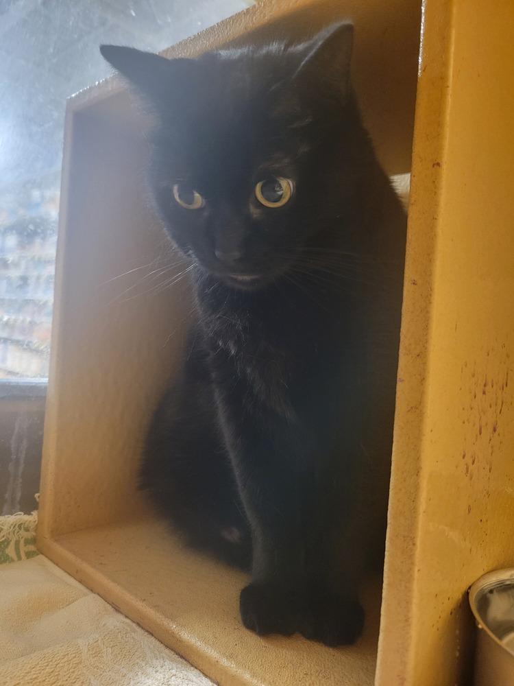 Morticia, a Adoptable Domestic Short Hair in Lorain, OH image 3/6