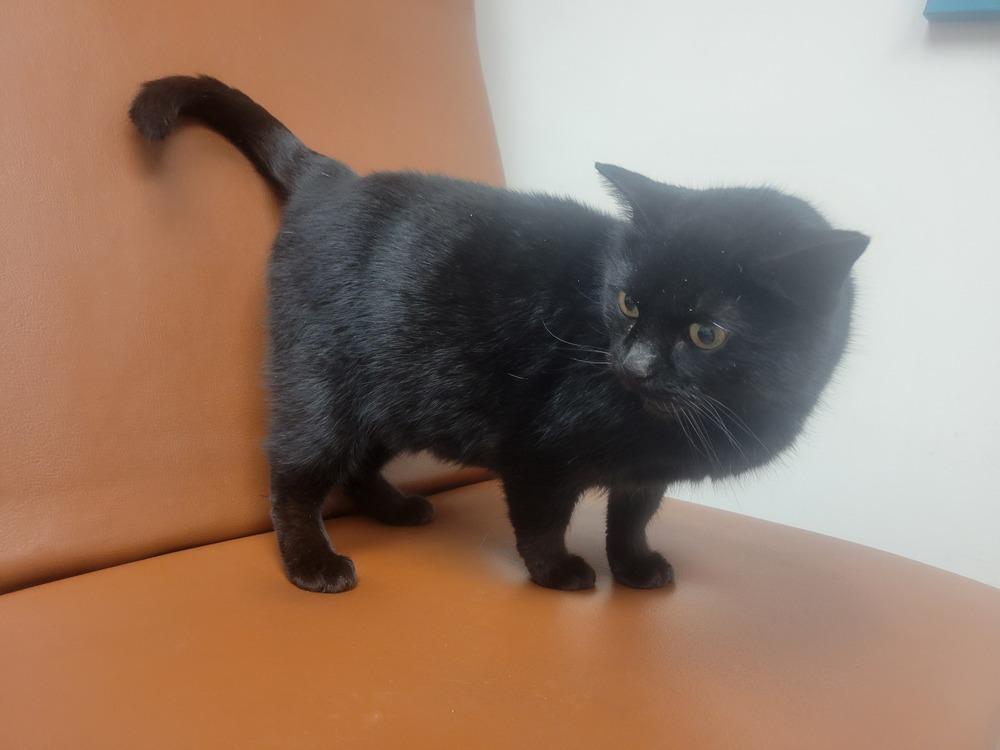 Morticia, a Adoptable Domestic Short Hair in Lorain, OH image 3/6