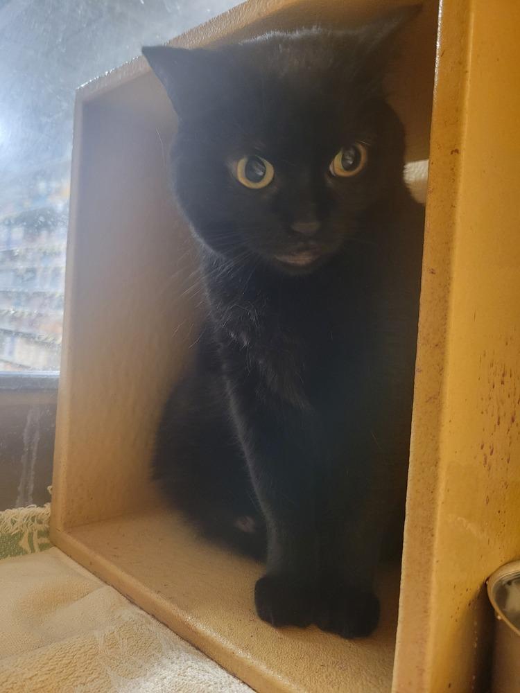 Morticia, a Adoptable Domestic Short Hair in Lorain, OH image 4/6