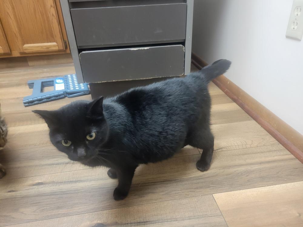 Morticia, a Adoptable Domestic Short Hair in Lorain, OH image 4/6