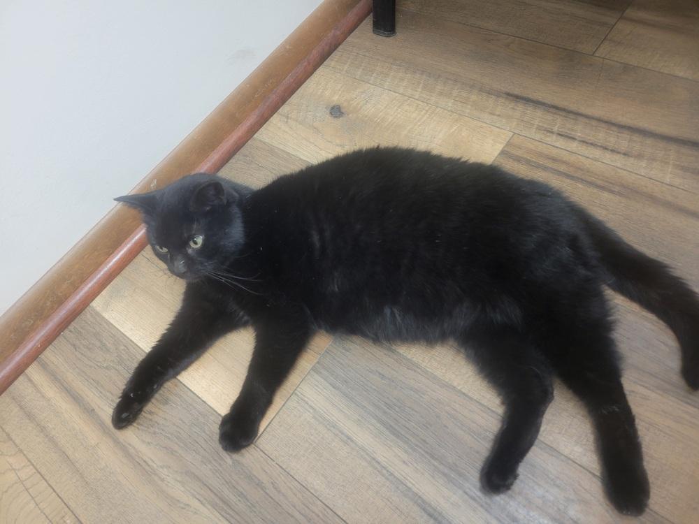 Morticia, a Adoptable Domestic Short Hair in Lorain, OH image 5/6