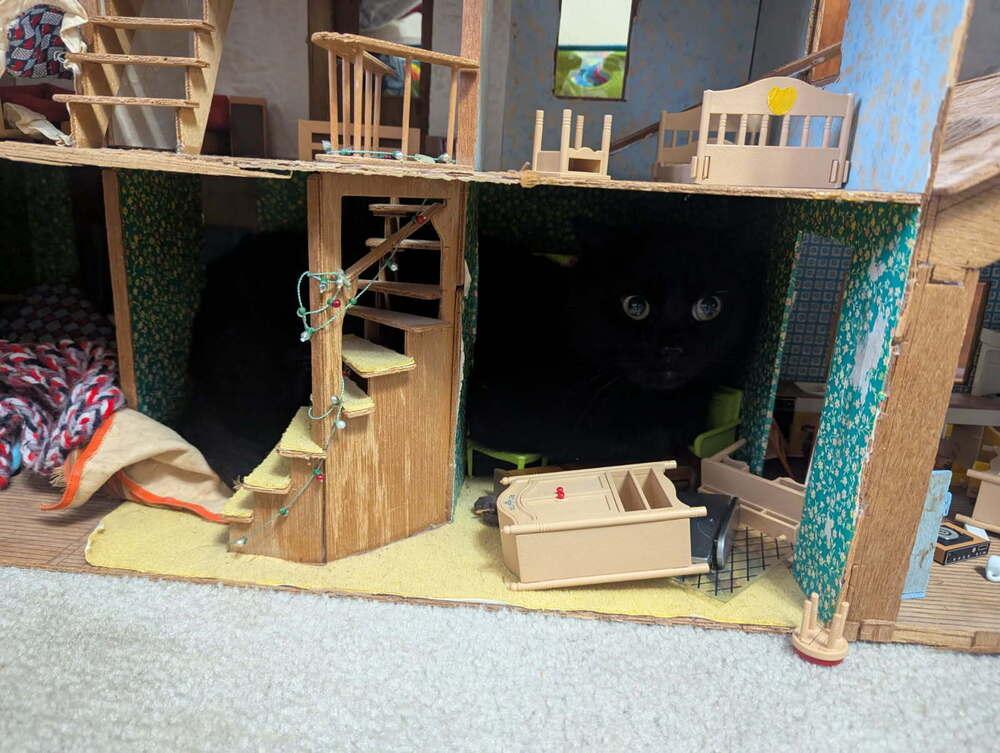 Morticia, a Adoptable Domestic Short Hair in Lorain, OH image 6/6