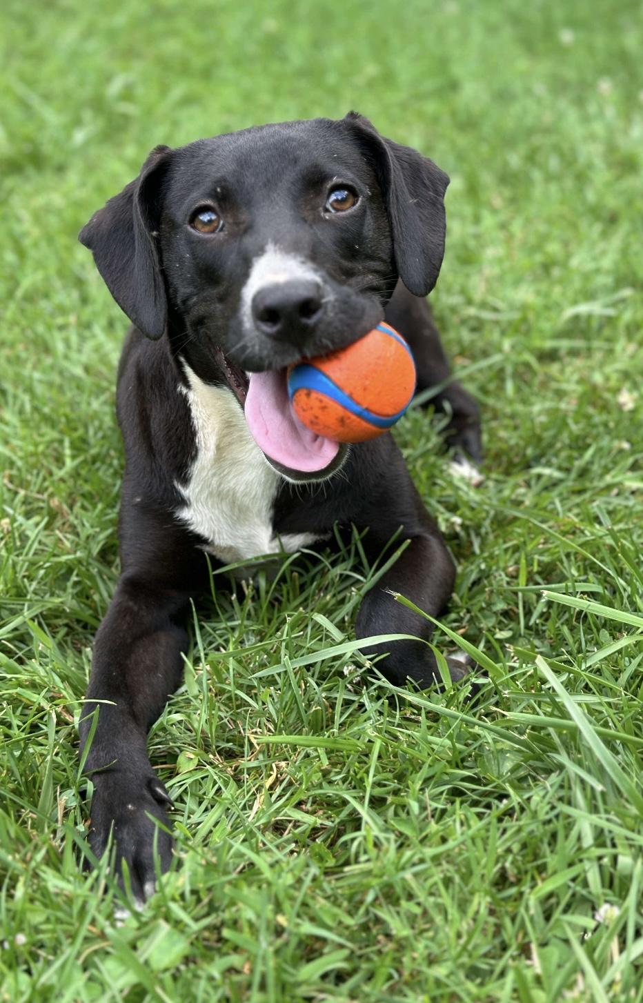 Creek, Adopted, Puppy Male Mixed Breed.